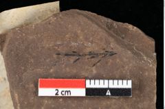Foto (Detailansicht) von Taxodium distichum miocenicum Heer (NHMW-GEO-2024-0188-0191)